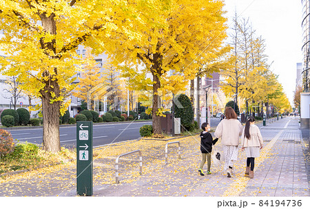 イチョウ並木を歩く親子 84194736