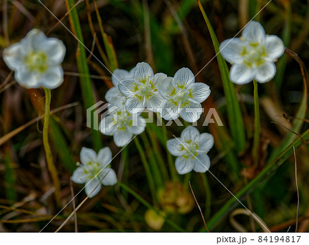 ウメバチソウ開花 ウメバチソウ開花 84194817
