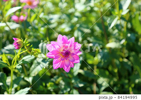 ダリアの花 84194995