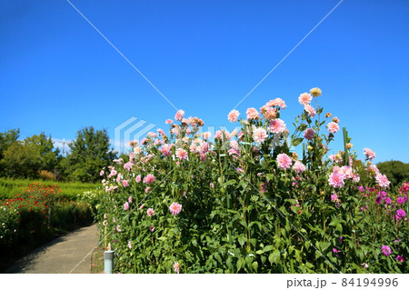 ダリアの花 84194996
