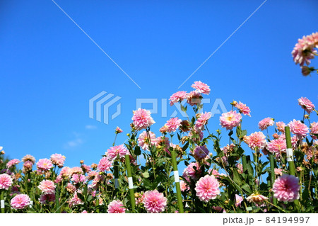 ダリアの花 84194997