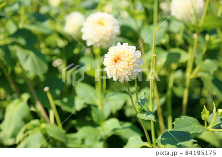 ダリアの花 84195175