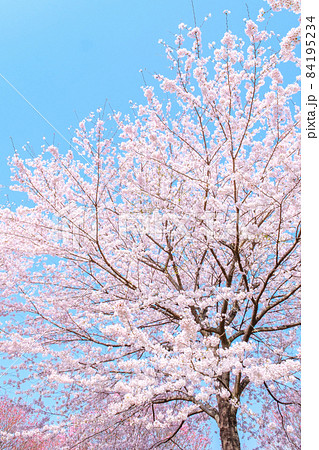 満開の桜 84195234