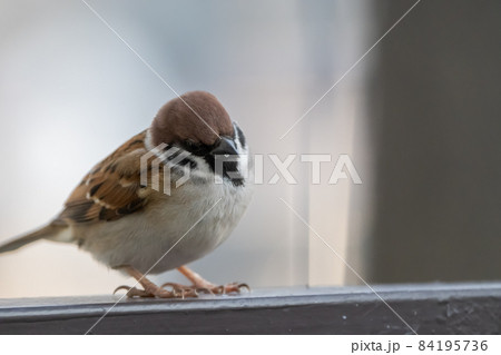 手すりにとまった膨らんだスズメ。首を傾げている。 84195736