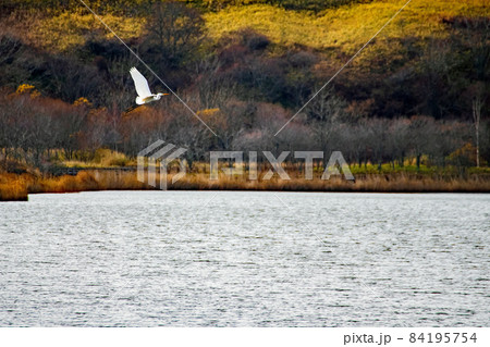 シラサギが飛来した　春採湖 5 84195754