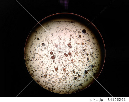 カビの顕微鏡写真 84196241