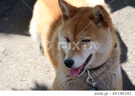 うれしそうな表情の柴犬 84196381