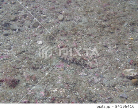 水底の環境に擬態する魚 84196416