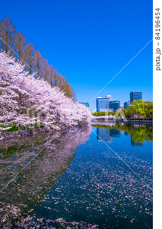 大阪城公園の桜 大阪城公園の桜 84196454