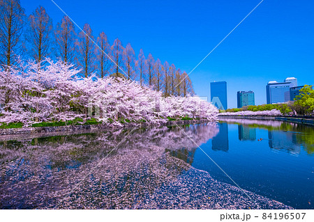 大阪城公園の桜 84196507