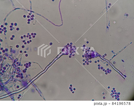 コウジカビの顕微鏡写真 84196578