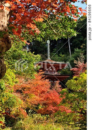 紅葉の浄瑠璃寺(三重堂) 【京都府木津川市】 紅葉の浄瑠璃寺(三重堂) 【京都府木津川市】 84196666