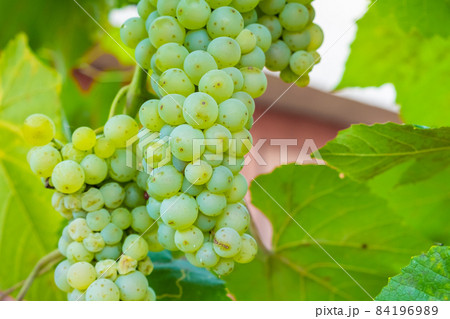 Ripe white grape bunches on a vineyard in summer. Good harvest for prosecco or sparkling wine production. Ripe white grape bunches on a vineyard in summer. Good harvest for prosecco or sparkling wine production. 84196989