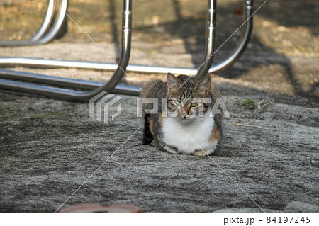 焦げ茶色の猫の写真素材 [84197245] - PIXTA