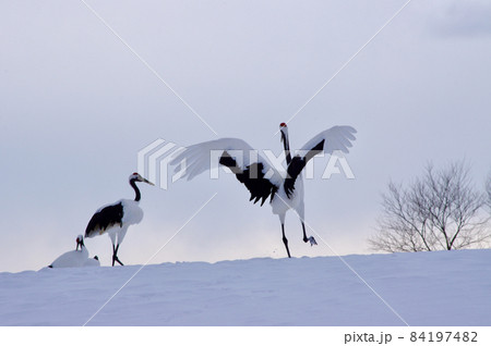 雪原で遊ぶタンチョウのカップル 84197482