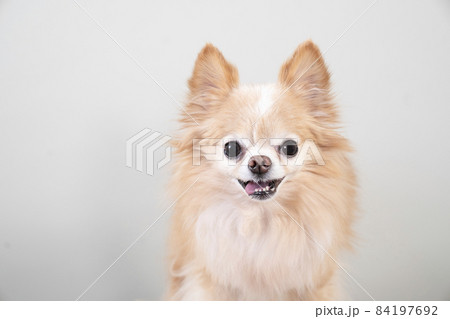 微笑むチワワのバストアップ 84197692