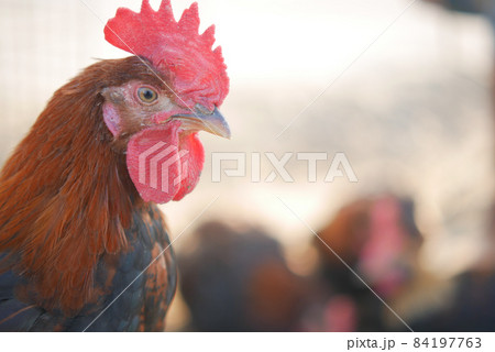 portrait of a colorful rooster close up  84197763