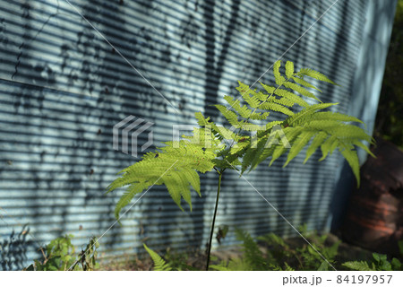 植物 工場 プランツ 84197957