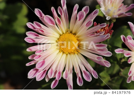 秋の公園に咲くピンク色の風車菊 キク科 の花の写真素材