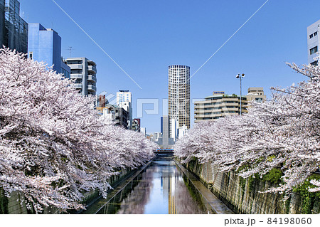 東京都　目黒川　満開の桜　中目黒公園付近 84198060