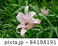 #初夏の山野の花：ササユリの花：星田園地ハイキング道：大阪府民の森  84198191