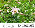 #初夏の山野の花：ササユリの花：星田園地ハイキング道：大阪府民の森  84198193