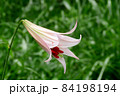 #初夏の山野の花：ササユリの花：星田園地ハイキング道：大阪府民の森  84198194