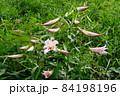 #初夏の山野の花：ササユリの花：星田園地ハイキング道：大阪府民の森  84198196