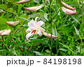 #初夏の山野の花：ササユリの花：星田園地ハイキング道：大阪府民の森  84198198