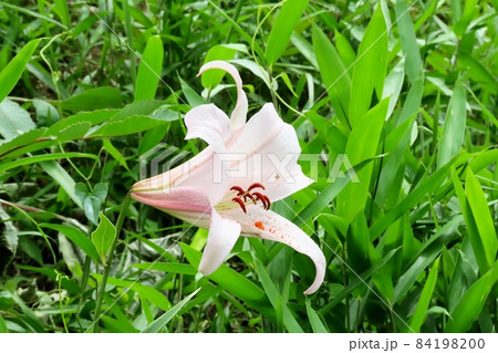 初夏の山野の花：ササユリの花：星田園地ハイキング道：大阪府民の森 の写真素材 [84198200] - PIXTA