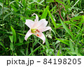 #初夏の山野の花：ササユリの花：星田園地ハイキング道：大阪府民の森  84198205