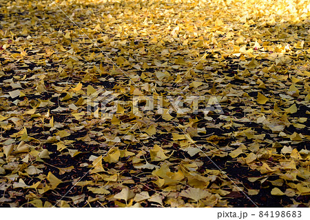 久安寺　一面の銀杏の落ち葉 84198683