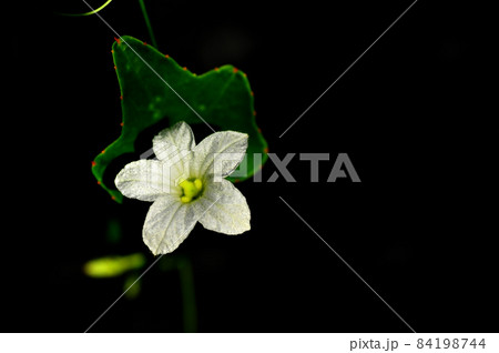 Flowers and leaves Coccinia grandis, the ivy gourd 84198744