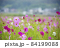 秋桜畑　（兵庫県加東市） 84199088