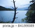 湖と木がある風景　早朝に（兵庫県加古川市） 84199089