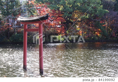 薦神社の紅葉 84199092