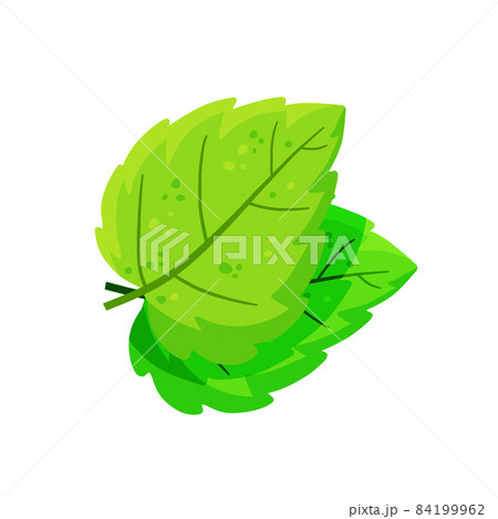 Mint leaf. Cool spice. Refreshment and freshness. Mint leaf. Cool spice. Refreshment and freshness. 84199962