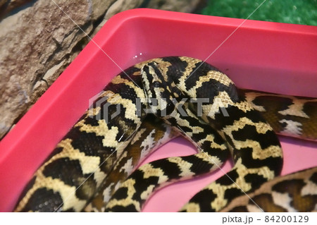 Cheney's Carpet Python (Morelia Spilota Cheney) Cheney's Carpet Python (Morelia Spilota Cheney) 84200129