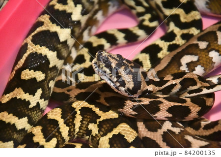 Cheney's Carpet Python (Morelia Spilota Cheney) Cheney's Carpet Python (Morelia Spilota Cheney) 84200135