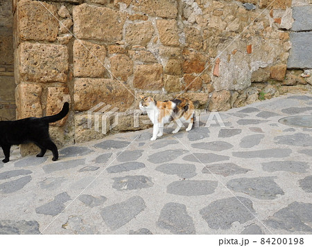 イタリア　チヴィタディバニョレージョの三毛猫と黒猫 84200198