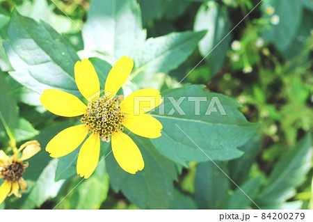 筒状花が綺麗なキクイモモドキ(菊芋擬き) 筒状花が綺麗なキクイモモドキ(菊芋擬き) 84200279