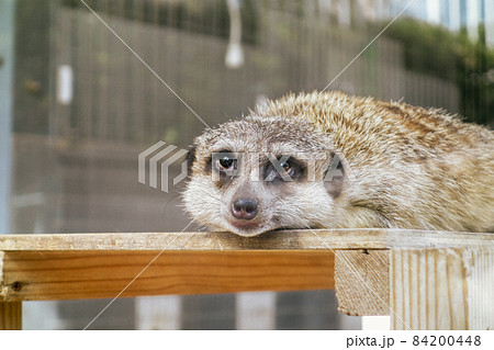 足羽山公園遊園地　ミーアキャット 84200448