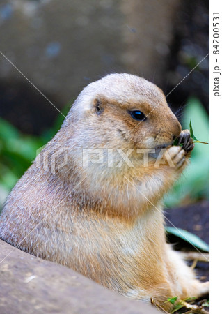 両手で器用に新芽を握って食べているオグロプレーリードッグ 84200531
