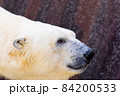 上目遣いで愛くるしい表情をするおねだり上手なホッキョクグマ 84200533