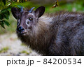 つぶらで美しい澄んだ瞳を持つニホンカモシカ 84200534