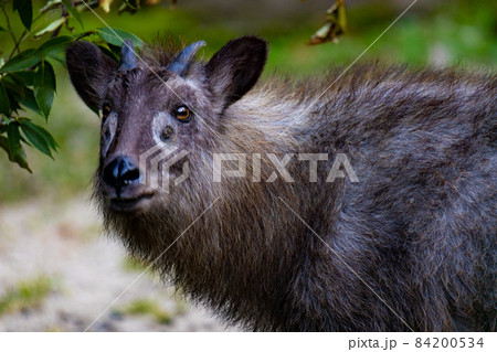 つぶらで美しい澄んだ瞳を持つニホンカモシカ つぶらで美しい澄んだ瞳を持つニホンカモシカ 84200534