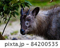何かを語りかけるようにじっとこちらを見つめるニホンカモシカの横顔 84200535