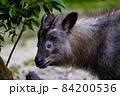 じろりと鋭い視線を送るニホンカモシカの横顔 84200536