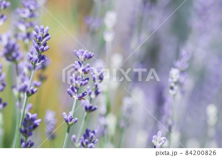 Soft focus on beautiful lavender flowers in summer garden 84200826