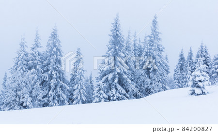 Winter trees in mountains covered with fresh snow 84200827